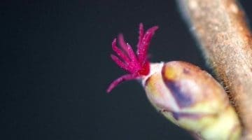 DSC_0777 Hazel flower EC Reduced EC