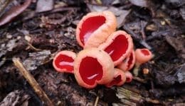 IMG_20210216_135017 Scarlet elf cups Reduced
