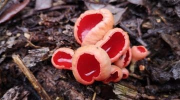 IMG_20210216_135017 Scarlet elf cups Reduced