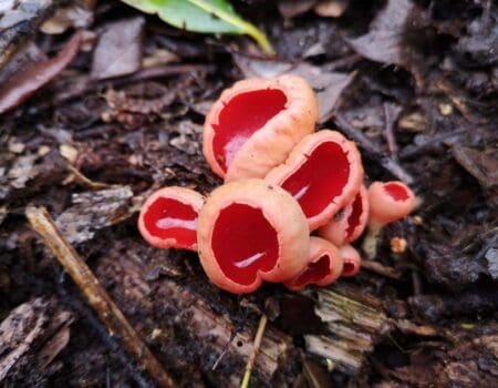 Wildlife Blog by Ron Allen – 16th February 2021