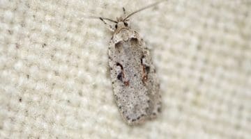 1 DSC_1098 Agonopterix ocellana EC