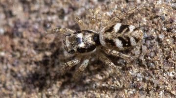 10 DSC_1493 Jumping spider ECC --