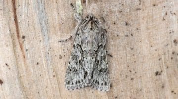 2 DSC_1048 Early Grey (Xylocampa areola)