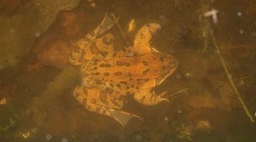 2 DSC_1846 Frog underwater in pond E for blog