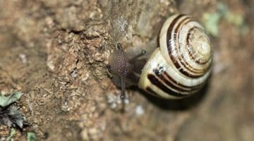 3 DSC_1034 Banded snail EC