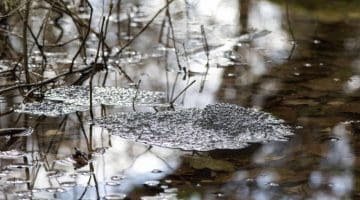 3 DSC_1908 Frog spawn EC Reduced