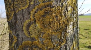 3 IMG_20210307_133452 Common Orange Lichen (Xanthoria parietina) EC Reduced