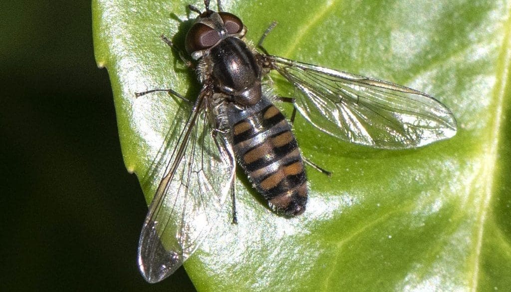 4 DSC_1113 Episyrphus balteatus village green ECC