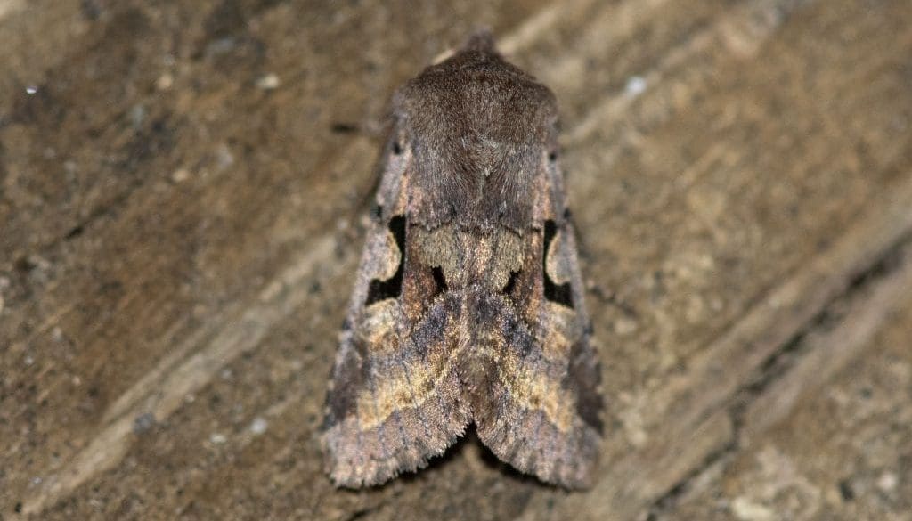 4 DSC_1763 Hebrew Character EC