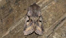 4 DSC_1763 Hebrew Character EC