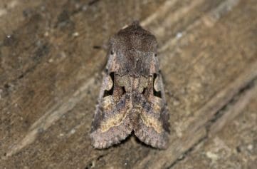 4 DSC_1763 Hebrew Character EC