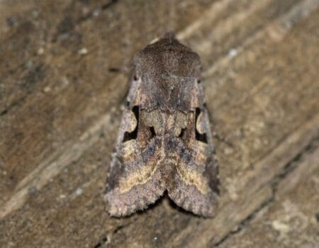 Wildlife Blog by Ron Allen – 6th March 2021