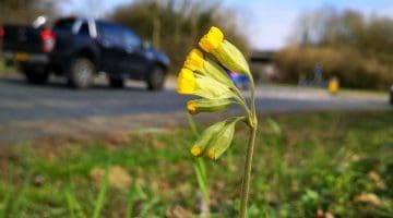 4 IMG_20210307_134444 Cowlsip EC