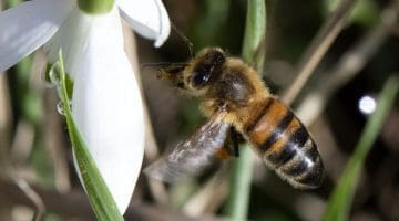 5 DSC_1147 Honey bee approaches snowdrop ECC