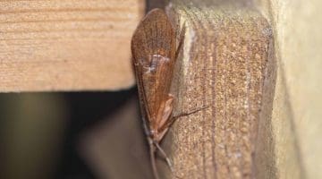 5 DSC_1889 Large caddis at trap EC Reduced