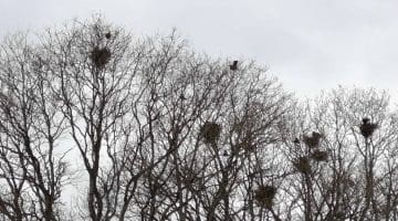 5 IMG_20210311_125345 Rook nesting Reduced
