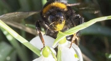 6 DSC_1159 bumble bee at snowdrop ECC