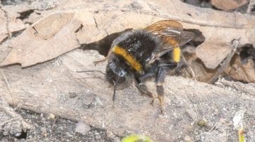 6 DSC_1946 Buff-tailed bumble bee EC
