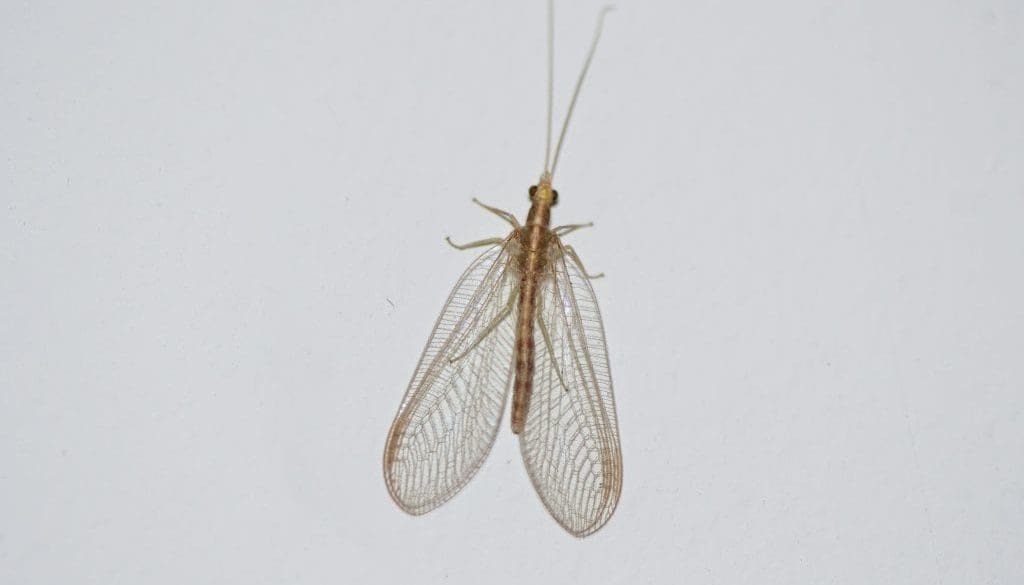 6 DSC_2063 cf Nothochrysa capitata Black lacewing in kitchen EC