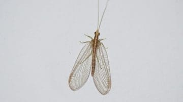 6 DSC_2063 cf Nothochrysa capitata Black lacewing in kitchen EC
