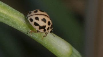 7 DSC_1189 16-spot ladybird ECC