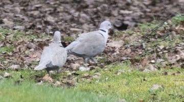 7 DSC_1700 Two collard doves ECC for blog