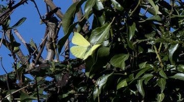 8 DSC_1258 Brimstone EC --