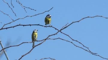 9 DSC_1341 Blue tit pair EC -