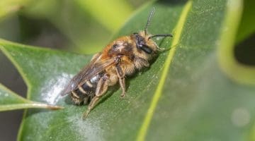 1 DSC_3086 Andrena dorsata (Short-fringed Mining Bee) EC