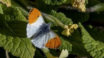1 DSC_6799 M Orange tip in gdn EC