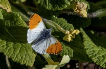 1 DSC_6799 M Orange tip in gdn EC