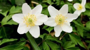1 IMG_20210315_141917 Wood anemones EC Reduced