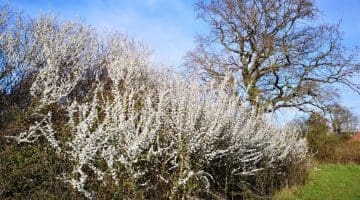 1 IMG_20210404_172736 Blackthn VillGrn