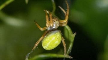 10 DSC_2635 Araniella inconspicua or alpica ECC Reduced