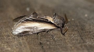 10 DSC_6658 Swallow Prominent (Pheosia tremula) EC side view