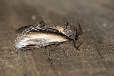 10 DSC_6658 Swallow Prominent (Pheosia tremula) EC side view