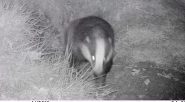2 04230051 Badger lwr sett still from vid EC