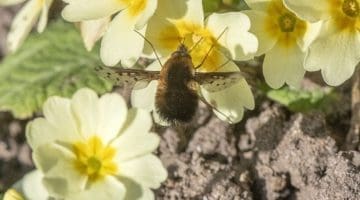 2 DSC_3243 Dotted beefly male EC ---
