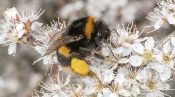 2 DSC_5269 Buff-tailed bumble bee on blackthorn ID Matt Mith EC