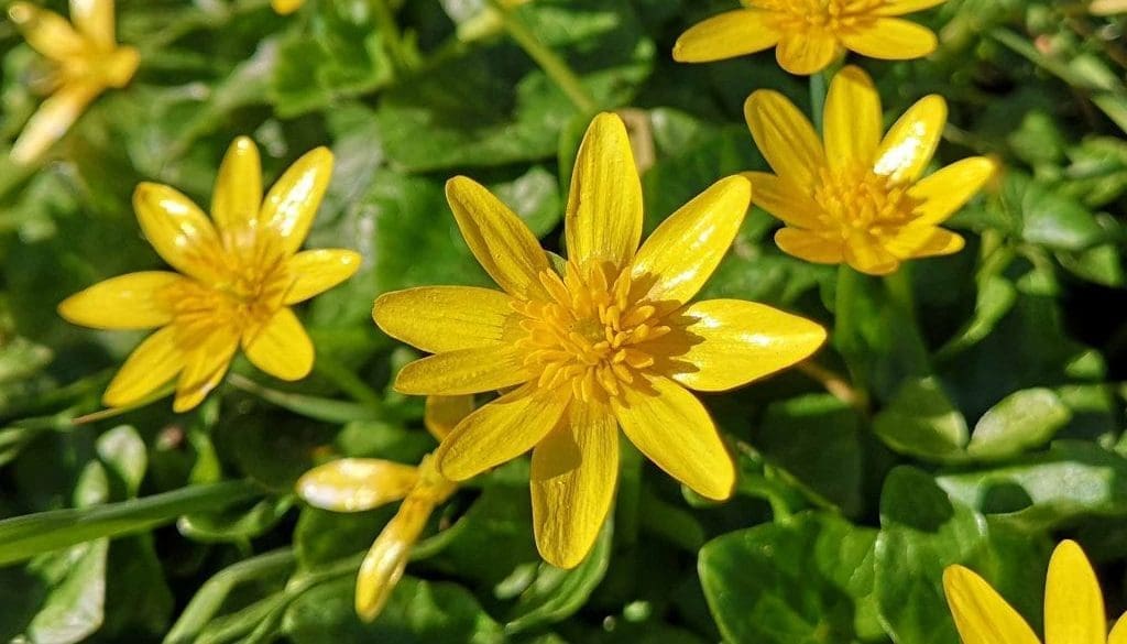 2 IMG_20210319_143605 Lssr celandine C Reduced