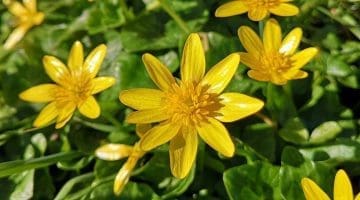 2 IMG_20210319_143605 Lssr celandine C Reduced