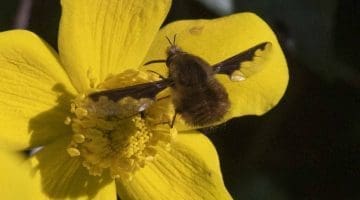 3 DSC_3476 Dark-edged bee-fly ECC Reduced