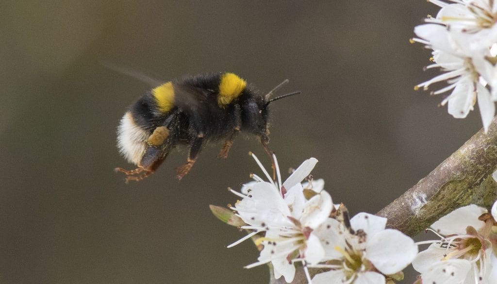 3 DSC_5304 White-tailed bumble bee hovers over blackthn EC