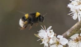 3 DSC_5304 White-tailed bumble bee hovers over blackthn EC