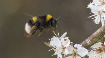 3 DSC_5304 White-tailed bumble bee hovers over blackthn EC