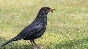 3 DSC_6156 Ma Bbird and worms EC