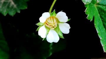 3 IMG_20210316_164831 Wild stawberry EC Reduced