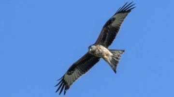 4 DSC_2880 Red kite ECC Reduced