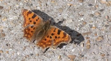 4 DSC_3453 Comma butterfly EC reduced