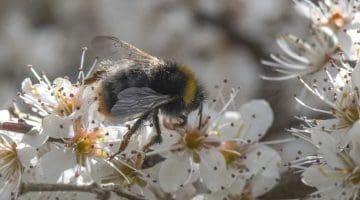 4 DSC_5352 Bombus pratorum Early BBee EC